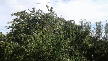 Фото номера Двухместный номер с 2 отдельными кроватями Гостевой дом Eco guesthouse г. Алматы 3